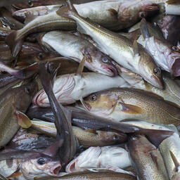 Для оценки долей квот обновят коэффициенты. Фото пресс-службы Архангельского тралового флота