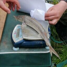 Специалисты определили у пойманных стерлядей возраст, длину, массу, пол, коэффициент жирности и готовность к нересту. Фото пресс-службы ВНИРО