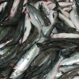 Свежевыловленная горбуша