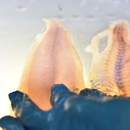 По новую британскую пошлину не подпадает рыба из РФ, переработанная в третьих странах