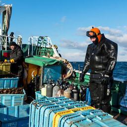 Добыча морского ежа в Сахалинской области — на Курилах