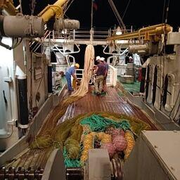 Выборка разноглубинного трала. Фото пресс-службы КаспНИРХ