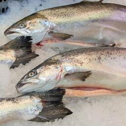 На торгах разыграют, в частности, 22 доли квот семги в Балтийском море и Финском заливе