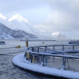 Лососевая акваферма в Норвегии