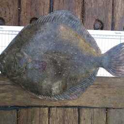 Камбала-калкан. Фото пресс-службы АзНИИРХ