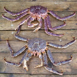 В частности, экспедиция оценит запасы камчатского краба