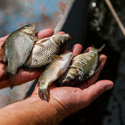 Рыбоводам Красноярского края помогут с оплатой кормов