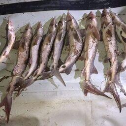 Добычей браконьеров стали девять «краснокнижных» рыб. Фото пресс-службы Верхнеобского теруправления Росрыболовства