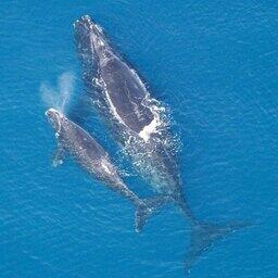 Самка атлантического северного гладкого кита с детенышем