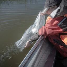 В Куршский залив за этот год выпущено рекордное количество молоди балтийского сига — 730 тыс. экземпляров. Фото пресс-службы Главрыбвода
