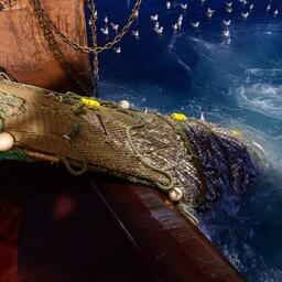 Траловый промысел трески и пикши на Северном бассейне. Фото предоставлено АТФ