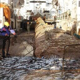 Добыча сельди на Дальнем Востоке
