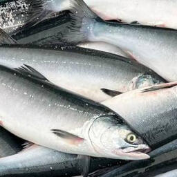 Ученые рассказали о результатах исследований преданадромной горбуши. Фото пресс-службы ТИНРО