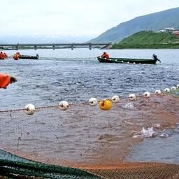 Добыча нерки на Камчатке