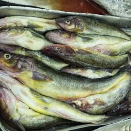 Минтай — основной товар российского рыбного экспорта