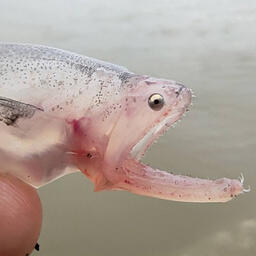 Всего взято около 250 проб рыб и ракообразных. Фото пресс-службы ИнБЮМ