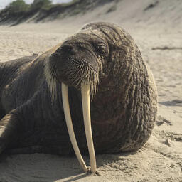 Обнаруженный на Куршской косе морж. Фото с сайта Минприроды