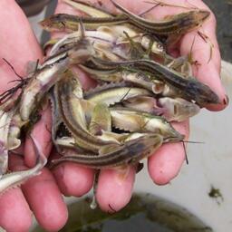 Молодь осетровых, выращенная специалистами Каспийского филиала Главрыбвода. Фото пресс-службы филиала