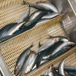 Дальневосточная сардина (иваси)