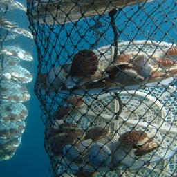 Специалисты ТИНРО готовятся к новому циклу нереста гребешка. Фото пресс-службы филиала