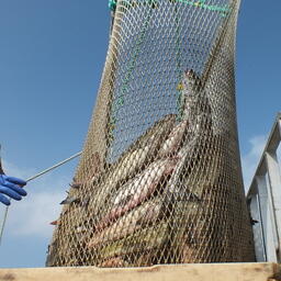 К 9 августа вылов тихоокеанских лососей на Дальнем Востоке достиг 156 тыс. тонн 
