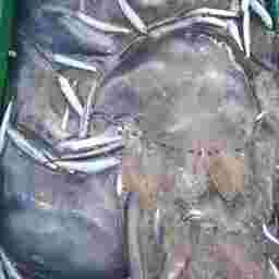 Медуза корнерот. Фото пресс-службы АзНИИРХ