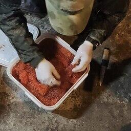 Изъято более 700 кг икры-сырца. Фото пресс-службы Погрануправления ФСБ России по Сахалинской области