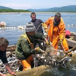 Добыча лосося в Тернейском районе Приморья. Фото предоставлено компанией «Тройка»