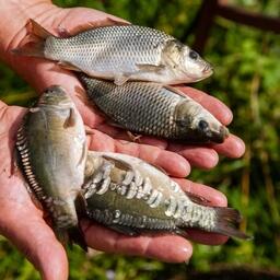 В Россельхозбанке считают, что сервис FishWeb отвечает потребностям и небольших рыбоводных хозяйств