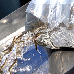 Зарыбление Калининградского залива молодью угря. Фото пресс-службы правительства Калининградской области