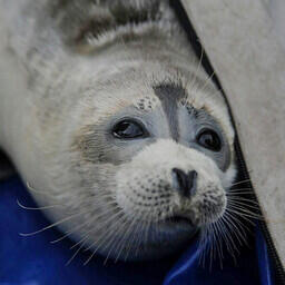 Каспийский тюлень. Фото Aboutaleb Nadri. CC BY 4.0