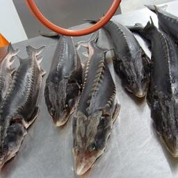 Производство осетрины на заводе в Астрахани