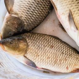 Льготная кредитная программа для аграриев распространяется на товарную аквакультуру