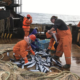 Разбор научного улова лососей. Фото пресс-службы ТИНРО