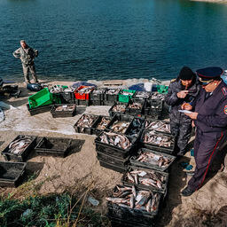 Злоумышленники незаконно добыли более тонны рыбы. Фото пресс-службы Нижнеобского теруправления Росрыболовства