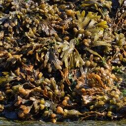 Фукус. Фото: Ryan Hodnett. CC BY-SA 4.0