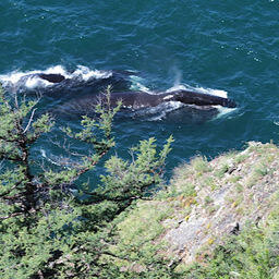 Гренландские киты в проливе Линдгольма. Фото: Vladislav Raevskii. CC BY-SA 3.0