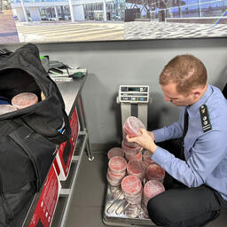 За первый день действия новых правил сотрудники Россельхонадзора проверили более 300 кг икры в багаже и ручной клади пассажиров. Фото пресс-службы ведомства