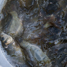 В Тамбовской области планируется увеличить производство товарной рыбы