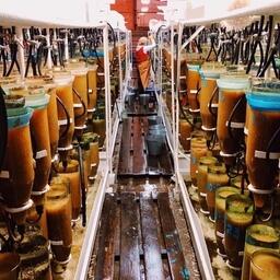 Икра омуля на рыбоводном заводе. Фото со страницы Байкальского филиала Главрыбвода «Вконтакте»