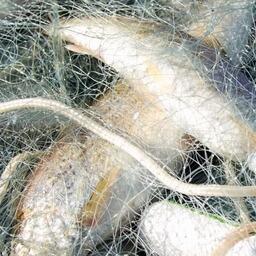 Росрыболовство по запросу Ненецкого автономного округа увеличило лимиты на промысел в Карской губе на 2023 г. Фото пресс-центра профильного департамента региона