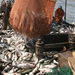Добыча лосося на Сахалине