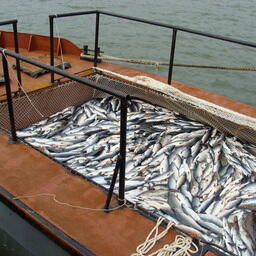 Добыча лосося на Камчатке