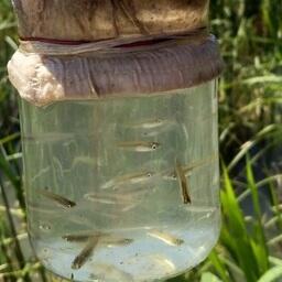 Молодь была зафиксирована практически на каждой станции. Фото пресс-службы АзНИИРХ