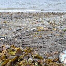 Научный улов сельди. Фото пресс-службы МагаданНИРО