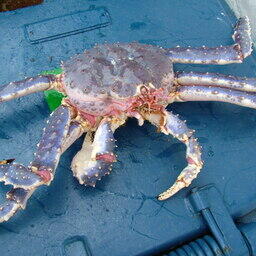 В рамках второго этапа предлагается продать на аукционах с инвестобязательствами остатки квот по крабам