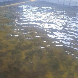 Молодь вырастили на Анюйском рыбоводном заводе. Фото пресс-службы Главрыбвода