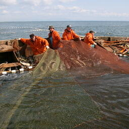 Горбуша не порадовала юго-восток Сахалина