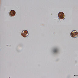 Мерионекта в счетной камере. Фото пресс-службы КамчатНИРО