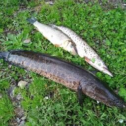 На Дальнем Востоке изменения коснутся, в частности, змееголова, коня, щуки